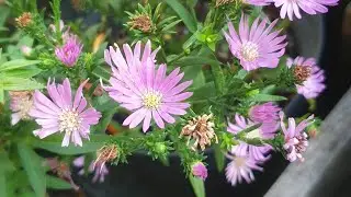 ASTER PLANT | More Flowers and plant care tips