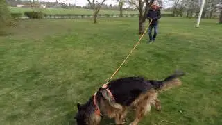 Schäferhund söker efter  människodoft