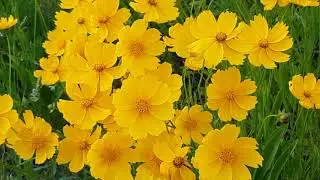 Relaxing Music with Nature Sounds - Waterfall HD videos, flowers, beautiful nature