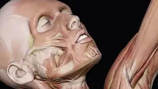 Female cadaver (ecorche)