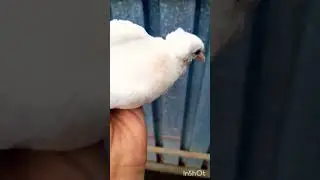 #pigeon 🇦🇲✌️