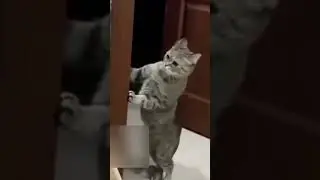 МИНУТКА СМЕХА С ЖИВОТНАМИ ОЗВУЧКА ТОП / #MrXalik1