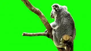 KOALA GREEN SCREEN ! 