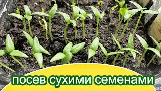 Перец Носера Джиалло F1 и Ред Носера F1 взошли из сухих семян