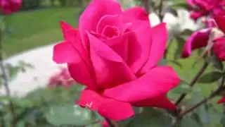 красота цветов