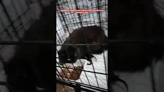 Спасли бездомную кошку и ее двух котят, которых она родила  на парковке #котята #cat #спасение