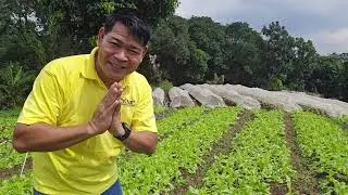 PARADISE FARM, ANG GANDA PARANG BAGUIO #gardening #farming #agriculture
