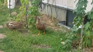 On day 58, the ducklings slept next to their biological mama