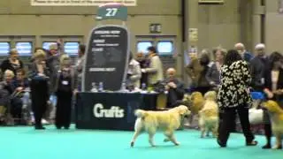 Crufts 2015 - Drumkilty Take the High Road to Sandaula