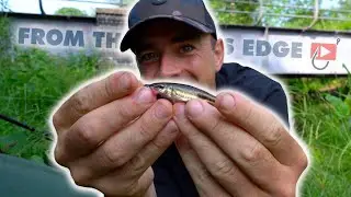 24hrs Multi Species FISHING CHALLENGE Logo Letters!