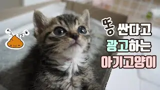 A Pooping Cat. So Cute!