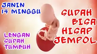 PERKEMBANGAN JANIN 14 MINGGU KEHAMILAN
