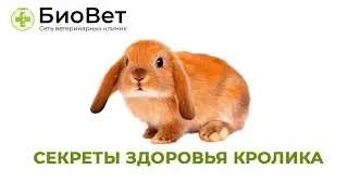Секреты здоровья кролика \\ как правильно заботиться о питомце 🐰