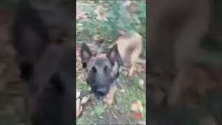 Me vs Rokalasha #belgianmalinois #dog