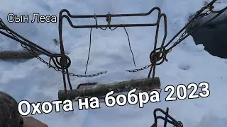 Охота на бобра 2023