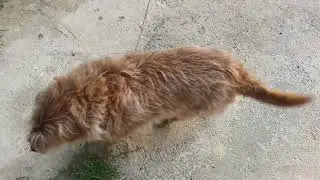Сочи. Горное Лоо. Утро. +22°C. 28. 06.2023г.©