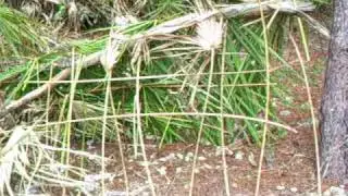 survival shelter (florida)