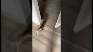 Кошачий дрифт