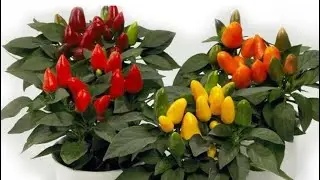 How to Grow Ornamental Peppers. Let's Plant Together!