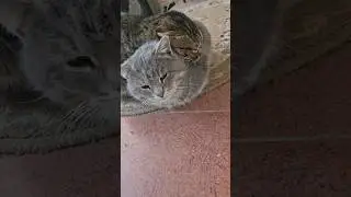 Мой кот из приюта😂