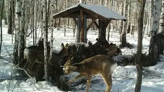 Сибирские косули на подкормочмочной площадке 🦌 Биотехния 🦌