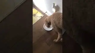 Yum yum yum #dog #puppy #cuteness #cute #cutenesss #funny #cutenessoverlod #doodle #shorts #short