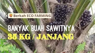 HASIL ECO FARMING selama 1 tahun TBS 35 kg/jenjang usia 6 tahun
