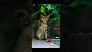 Cat Photoshot in Park, ACCIDENTLY