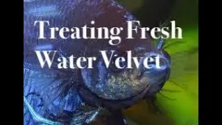 How to Treat Freshwater Velvet