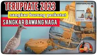 UPDATE 2023 sangkar bawang naga barong - Viral sangkar jati jepara teebaru - stupabr - stupa