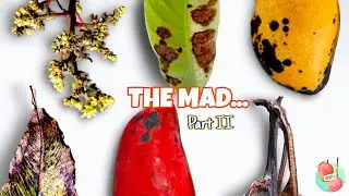 Mango Anthracnose Disease(MAD) - Everything | Characteristics, Comparison With Other Diseases