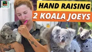 Hand Raising 2 Koala Joeys at Home | Australian Reptile Park