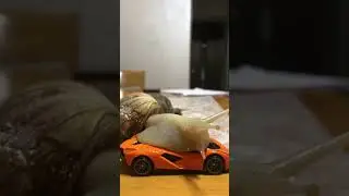 NFS: Most Wanted