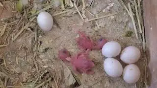 WE HAVE BABIES!!!!!!!