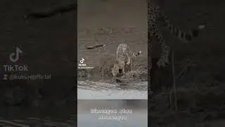 Dimansa atau Memangsa #shortsvideo #action #wild #nature