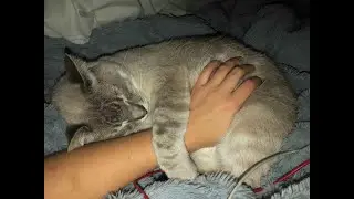 King of our pack 💙 #viral #cat #funnycats #trending #funny