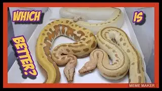 Adult Female Blood Python Morphs!
