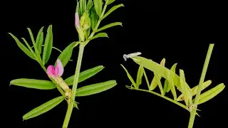 Garden vetch growing with flowers and pod - time lapse [4K]