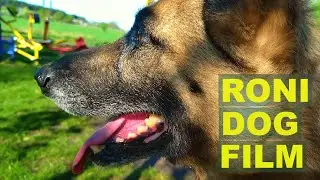 RONI DOG FILM. SPRING 2024
