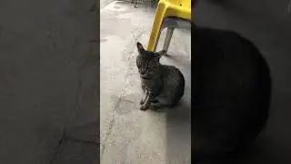 Tiger gray color cat strong looks 