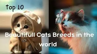 Top 10 Beautifull Cat Breeds in the world.