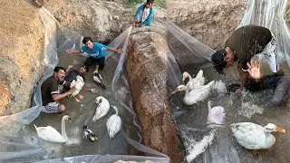 Ducks Ky Lea Swimming Pool Bana Dea 🦆 New Zoo Me 😍