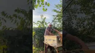 Как повлиять на развитие пчелосемьи!🐝🐝🐝🐝🐝🐝