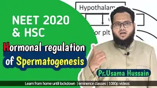 Hormonal regulation of Spermatogenesis