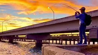 Chasing Fish With A Custom Metal Jig In Sunny Tampa Bay, Florida!  #fishing #tampabay #lures