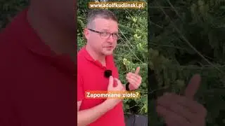 Lnica pospolita zapomniane zioło które warto poznać #preppers  #garden  #natura  #zdrowie