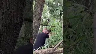 Расчищаем пруд. #arborist   #treework   #professional   #rigging   #life   #tree
