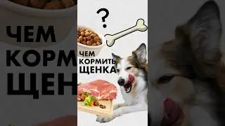 Чем вы кормите собаку? Если сухим кормом, то какой у него состав? Если натуралкой, что туда входит?