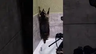 ▷Енототанцы◁