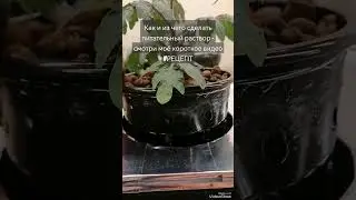 Как растёт балконный 